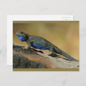 Blauwe buikspier briefkaart (Voorkant / Achterkant)