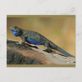 Blauwe buikspier briefkaart