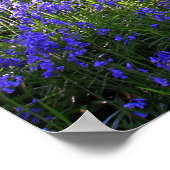 Blauwe buikwoud, Schotland Poster (Hoek)