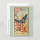 Blauwe Bunting Briefkaart (Voorkant / Achterkant)