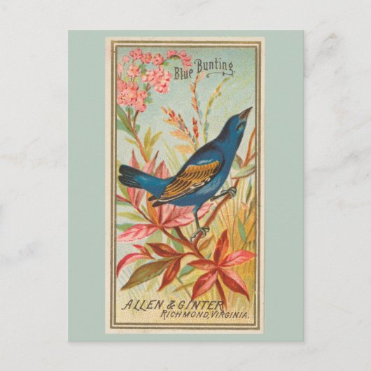 Blauwe Bunting Briefkaart (Voorkant)