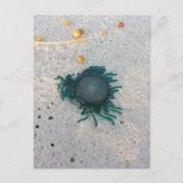Blauwe Button Jellyfish (porpita porpita). Briefkaart