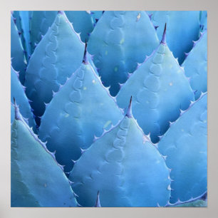 Blauwe cactus poster