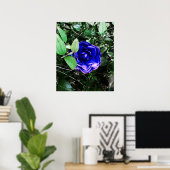 Blauwe Camellia 401 Poster (Thuiskantoor)