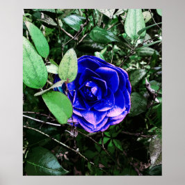 Blauwe Camellia 401 Poster