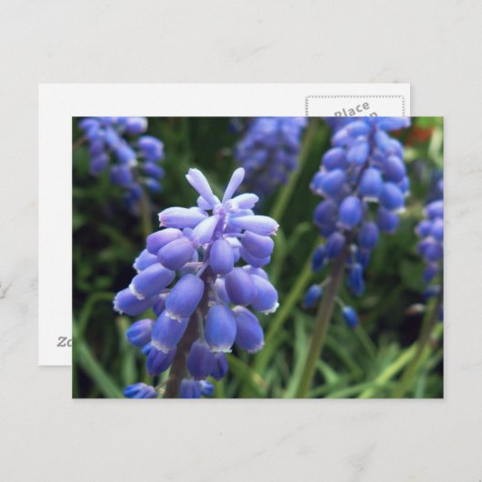 Blauwe cellen briefkaart (Voorkant / Achterkant)