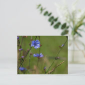Blauwe cichorei op groene wei. briefkaart (Staand voorkant)