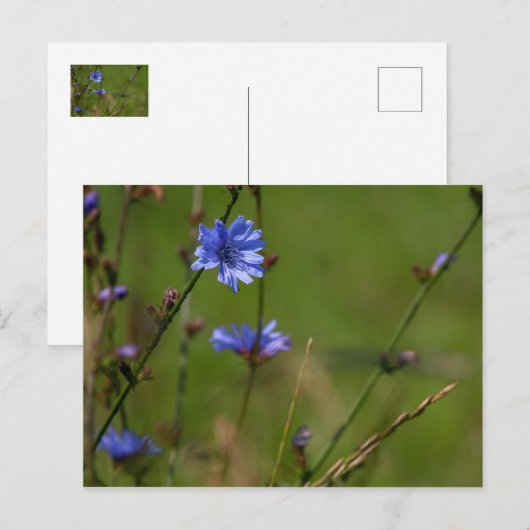 Blauwe cichorei op groene wei. briefkaart (Voorkant / Achterkant)