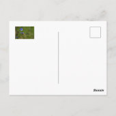 Blauwe cichorei op groene wei. briefkaart (Achterkant)