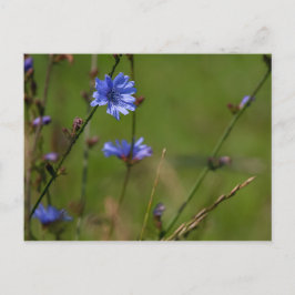 Blauwe cichorei op groene wei. briefkaart
