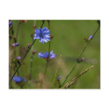 Blauwe cichorei op groene wei.