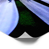 Blauwe cichorei Wilde Bloem Poster (Hoek)