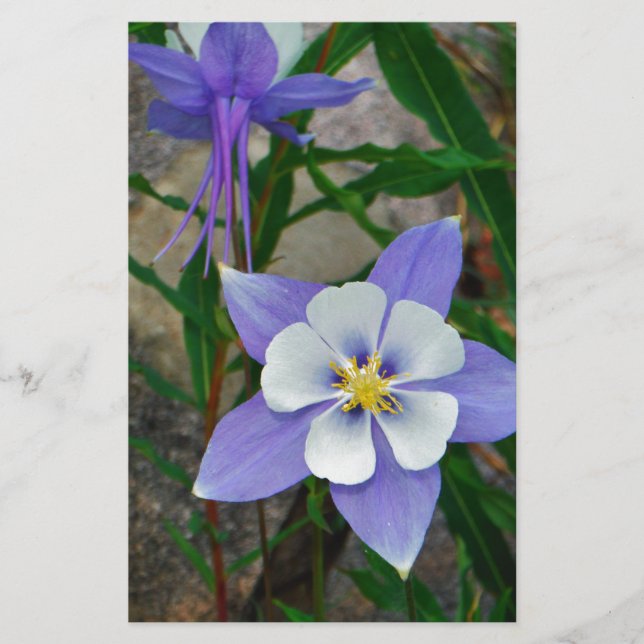 Blauwe columbine (Voorkant)