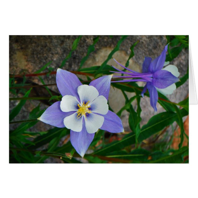 Blauwe columbine (Voorkant Horizontaal)