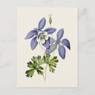  Blauwe Columbine Bloem Illustratie Briefkaart