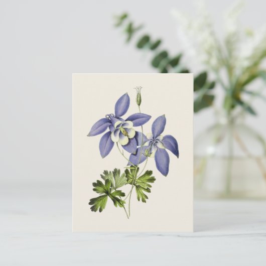  Blauwe Columbine Bloem Illustratie Briefkaart (Staand voorkant)