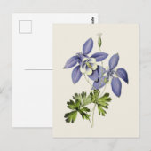  Blauwe Columbine Bloem Illustratie Briefkaart (Voorkant / Achterkant)