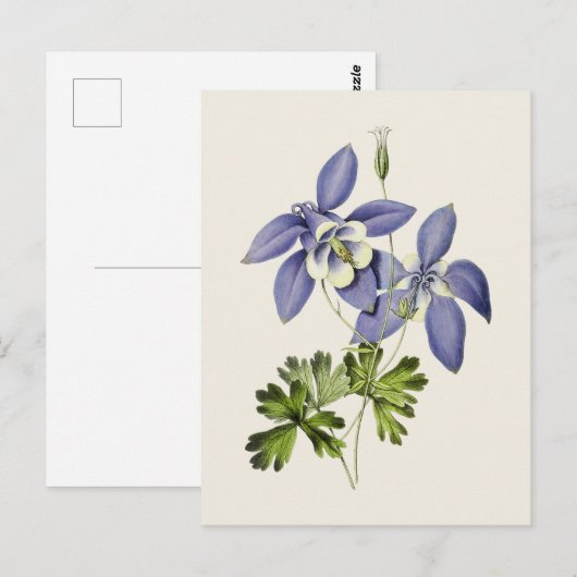  Blauwe Columbine Bloem Illustratie Briefkaart (Voorkant / Achterkant)