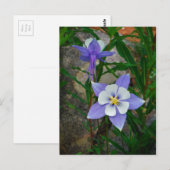 Blauwe columbine briefkaart (Voorkant / Achterkant)