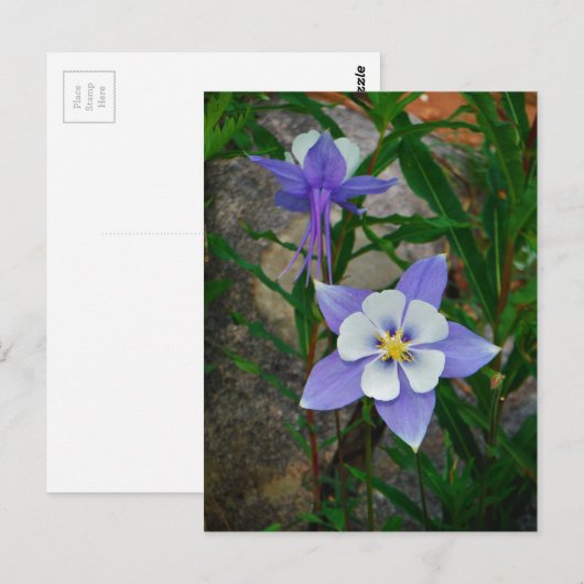 Blauwe columbine briefkaart (Voorkant / Achterkant)