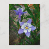 Blauwe columbine briefkaart (Voorkant)