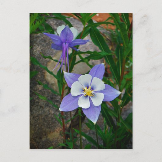 Blauwe columbine briefkaart (Voorkant)