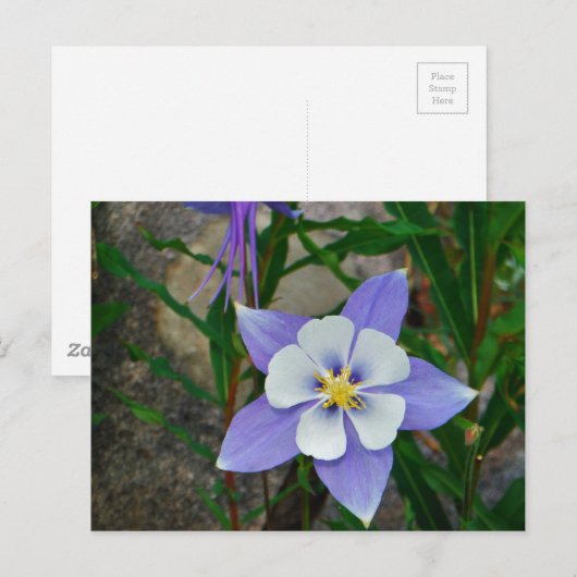 Blauwe columbine briefkaart (Voorkant / Achterkant)
