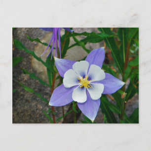 Blauwe columbine briefkaart