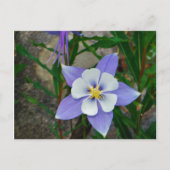 Blauwe columbine briefkaart (Voorkant)