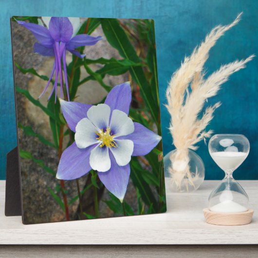 Blauwe columbine fotoplaat (Zijkant)