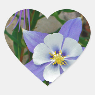Blauwe columbine hart sticker