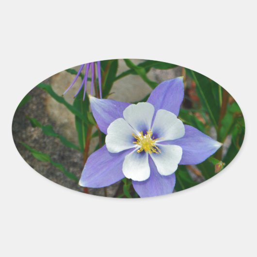 Blauwe columbine ovale sticker (Voorkant)