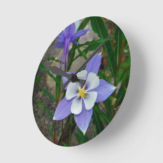 Blauwe columbine ronde klok (Hoek)