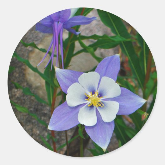 Blauwe columbine ronde sticker (Voorkant)