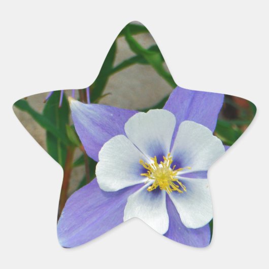 Blauwe columbine ster sticker (Voorkant)