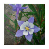 Blauwe columbine tegeltje (Voorkant)