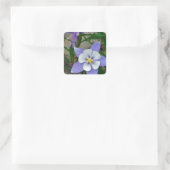 Blauwe columbine vierkante sticker (Tas)