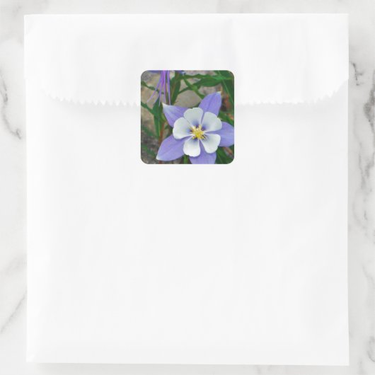 Blauwe columbine vierkante sticker (Tas)