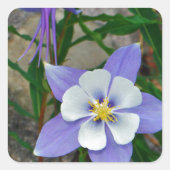 Blauwe columbine vierkante sticker (Voorkant)