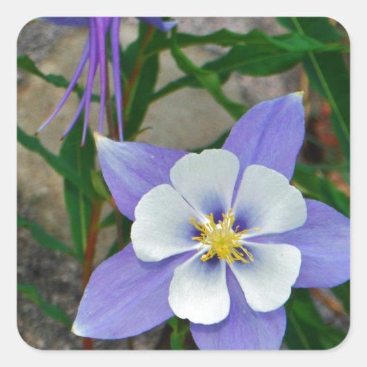 Blauwe columbine vierkante sticker (Voorkant)