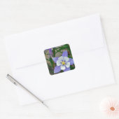 Blauwe columbine vierkante sticker (Envelop)