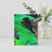 Blauwe Damselfly op een groen blad. Briefkaart (Staand voorkant)