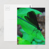 Blauwe Damselfly op een groen blad. Briefkaart (Voorkant / Achterkant)