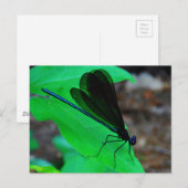 Blauwe Damselfly op een groen blad. Briefkaart (Voorkant / Achterkant)