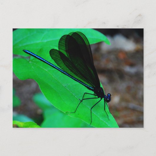 Blauwe Damselfly op een groen blad. Briefkaart (Voorkant)