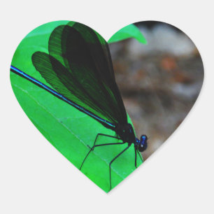 Blauwe Damselfly op een groen blad. Hart Sticker