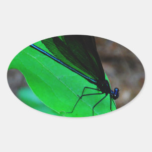 Blauwe Damselfly op een groen blad. Ovale Sticker