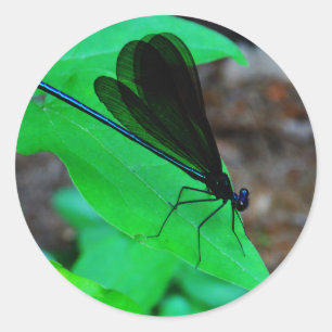 Blauwe Damselfly op een groen blad. Ronde Sticker