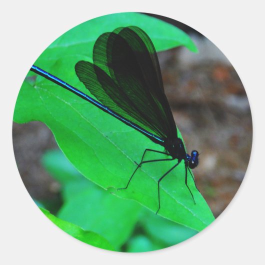 Blauwe Damselfly op een groen blad. Ronde Sticker (Voorkant)