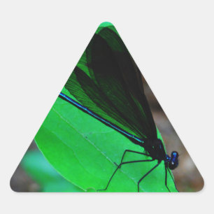 Blauwe Damselfly op een groen blad. Sticker